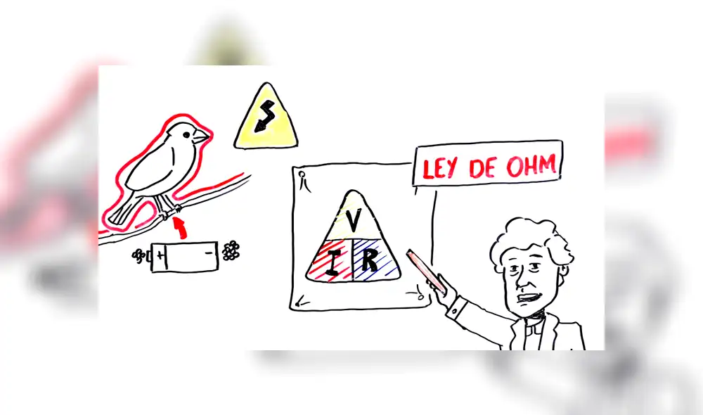 YouTube: ¿Por qué los pájaros no mueren al posarse sobre cables eléctricos? Descubre la respuesta [VIDEO] 