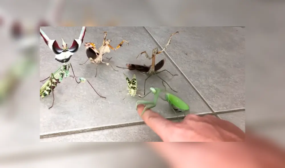 YouTube viral: joven intenta rescatar a mariposa del ataque de feroces mantis y recibe un duro castigo