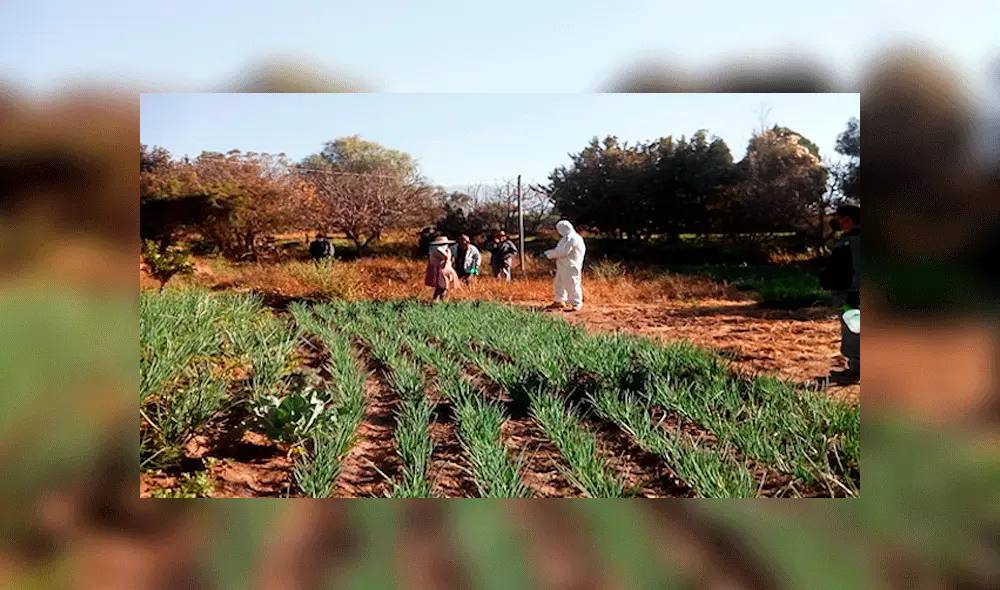 El hallazgo se realizó en las inmediaciones de un cultivo. Fuente: Red Uno. El hallazgo se realizó en las inmediaciones de un cultivo. Fuente: Red Uno.