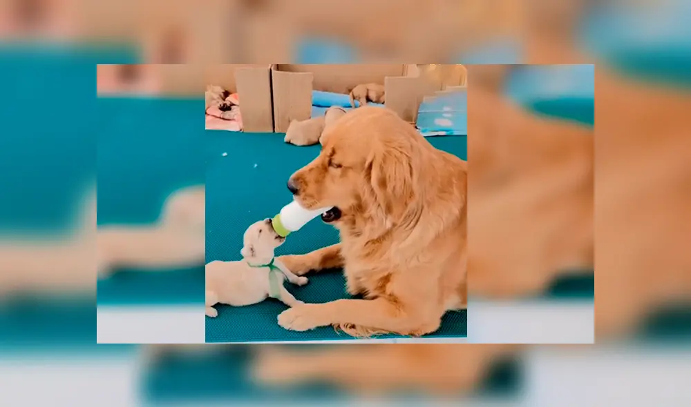 Desliza las imágenes hacia la izquierda para conocer el amoroso momento entre una perrita y sus crías. Foto: Captura. Desliza las imágenes hacia la izquierda para conocer el amoroso momento entre una perrita y sus crías. Foto: Captura.
