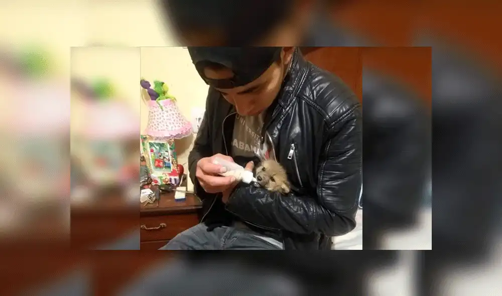 Antonio fue criado desde muy pequeño en una casa. Foto: El Deber. Antonio fue criado desde muy pequeño en una casa. Foto: El Deber.