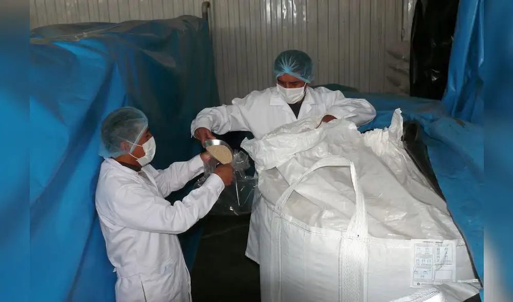 Ayacucho: Tercer envío de Quinua se abre paso en mercado europeo
