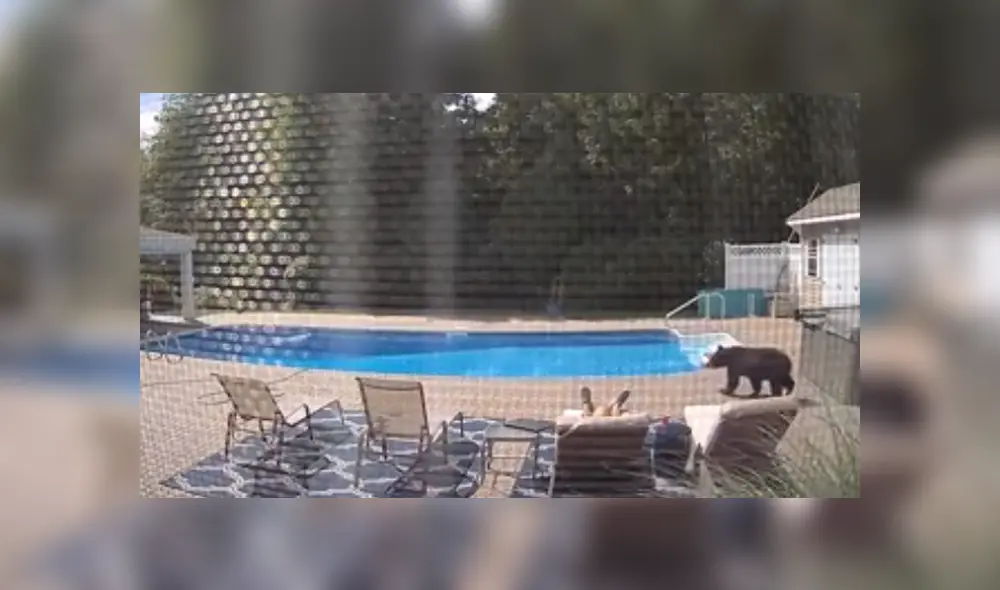 El oso entró al patio de la vivienda si que nadie lo notara y comenzó a explorar el lugar. Foto: Facebook El oso entró al patio de la vivienda si que nadie lo notara y comenzó a explorar el lugar. Foto: Facebook