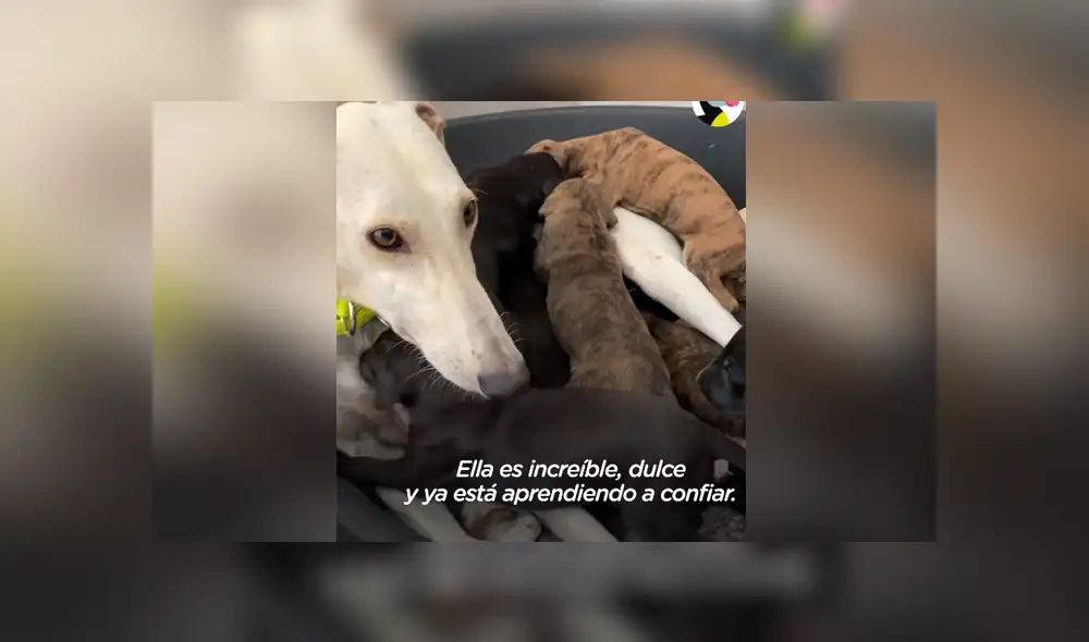 La perrita fue rescatada junto a sus crías, con las cuales vivía escondida en una montaña. Foto: El Dodo / Facebook La perrita fue rescatada junto a sus crías, con las cuales vivía escondida en una montaña. Foto: El Dodo / Facebook