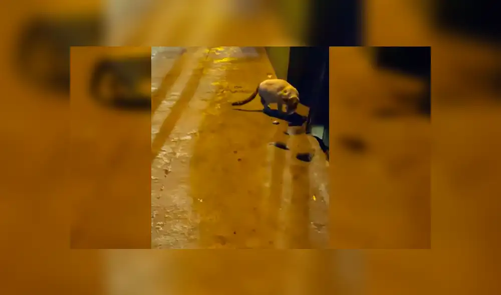Youtube viral: Gato quiere atrapar a dos ratones, pero peculiar conducta de estos lo desconcierta [VIDEO]
