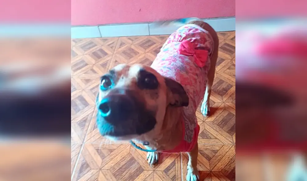 Desliza las imágenes para conocer el final feliz que consiguió una perrita llamada Cati tras ser adoptada. Foto: Misiones Online/ Referencial Desliza las imágenes para conocer el final feliz que consiguió una perrita llamada Cati tras ser adoptada. Foto: Misiones Online/ Referencial