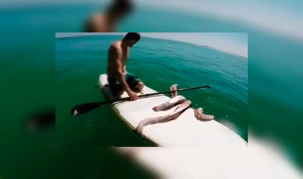 YouTube: Calamar herido sorprende a surfista en playa de Sudáfrica