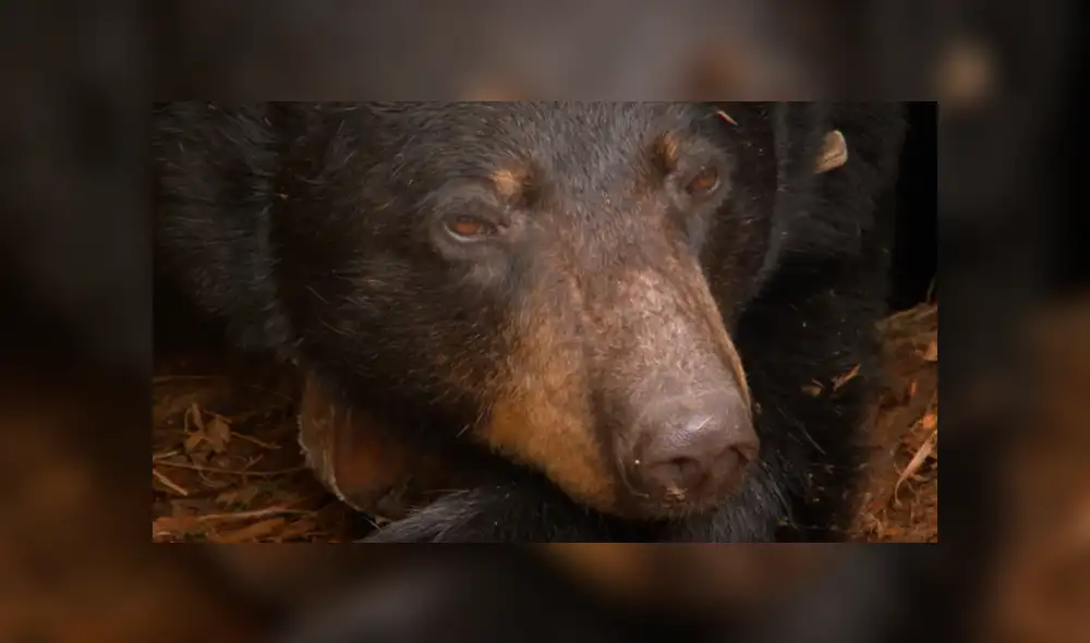 YouTube viral: valiente investigador ingresa a recinto de oso para grabar a las crías del animal [VIDEO]