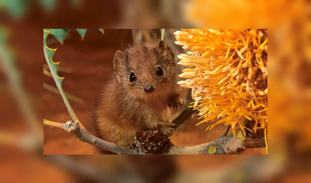 Los kaluta mueren tras una única e intensa temporada de apareamiento, que puede llegar a 14 horas. Foto: captura Los kaluta mueren tras una única e intensa temporada de apareamiento, que puede llegar a 14 horas. Foto: captura