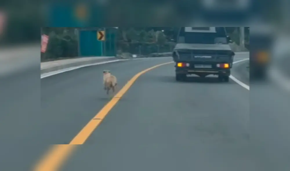 Vía YouTube. Una perrita vio que estaban llevando a sus cachorros a un refugio y los siguió para no separarse de ellos.