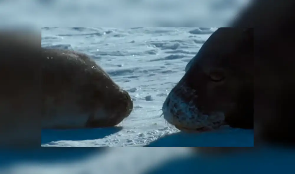 YouTube viral: cámara satelital graba misteriosas criaturas en el lugar menos imaginado [VIDEO]