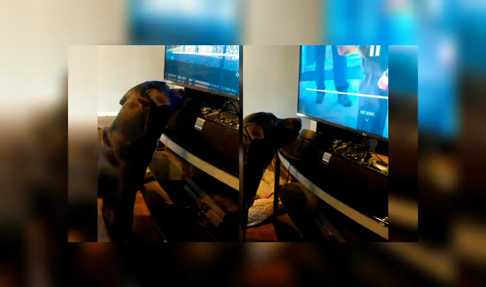 Vía Facebook. Dueño del can grabó el singular comportamiento que adopta su mascota cada vez que le ponen pausa a su programa favorito