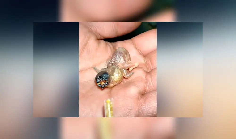 Desliza las imágenes para ver la increíble transformación que experimenta la cría de un diamante de Ghould. Foto: Captura/TikTok Desliza las imágenes para ver la increíble transformación que experimenta la cría de un diamante de Ghould. Foto: Captura/TikTok