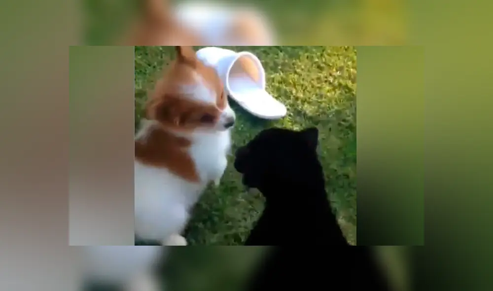 Desliza hacia la izquierda para ver el tierno encuentro entre una pantera y un osado perro.