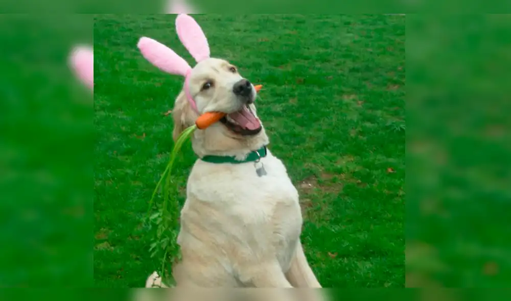 Facebook: “perro conejo” está enamorando las redes por esta hermosa razón [VIDEO]