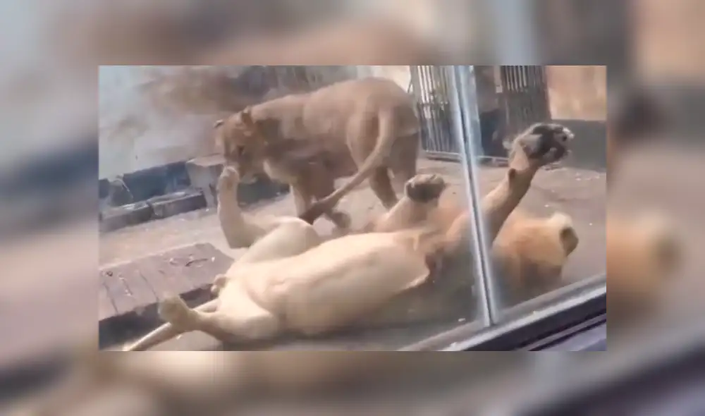 El 'rey de la selva' quiso demostrarle su amor a una leona, pero quedó en ridículo. Foto: captura