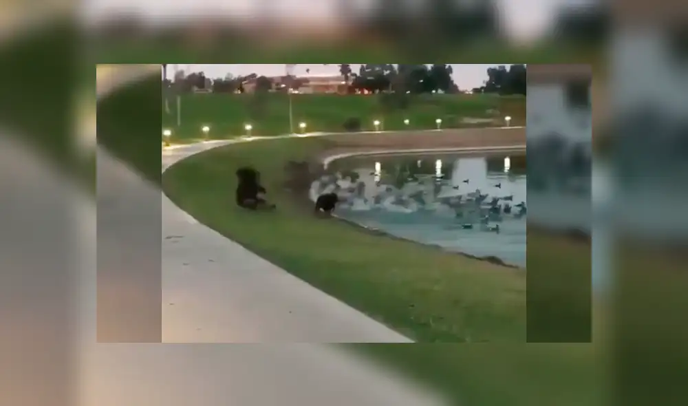 Facebook viral: joven sufre una terrible caída por cuidar a su perro [VIDEO]