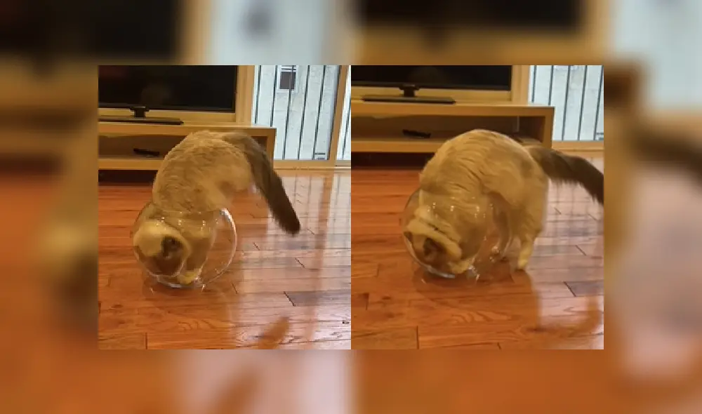 Deliza hacia la izquierda para ver más fotos de la ocurrencia de este gato que ya es viral en YouTube. Deliza hacia la izquierda para ver más fotos de la ocurrencia de este gato que ya es viral en YouTube.