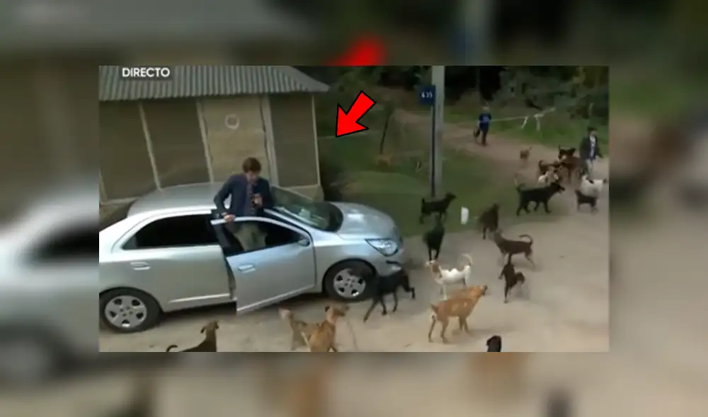 YouTube viral: reportero pasa vergüenza en refugio de animales porque tenía fobia a los perros [VIDEO]
