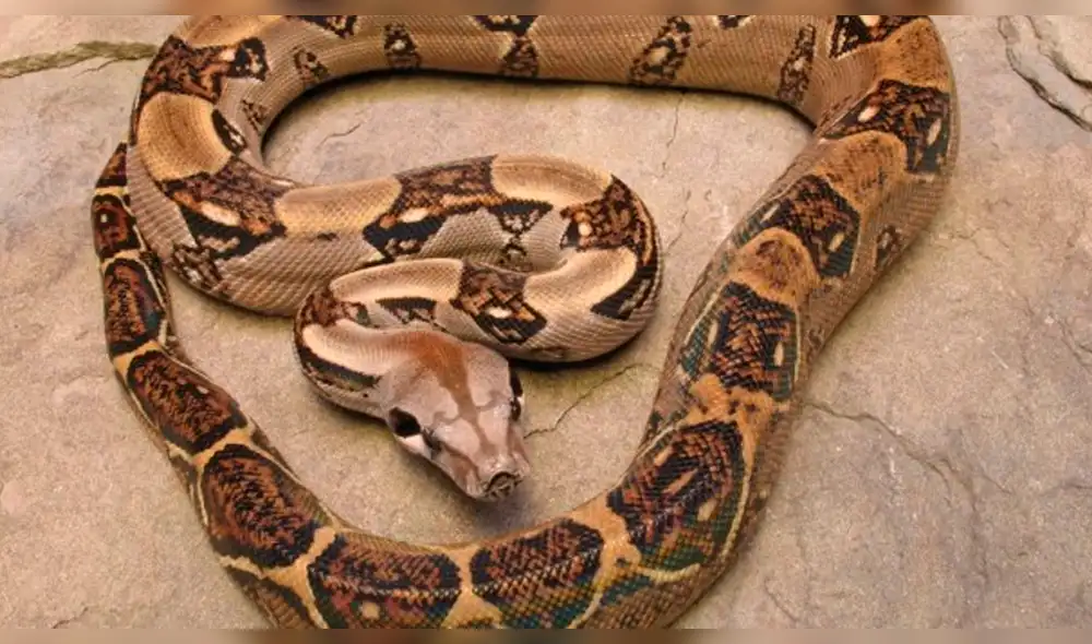 YouTube Viral: Boa con dos cabezas sorprende a científicos [VIDEO]
