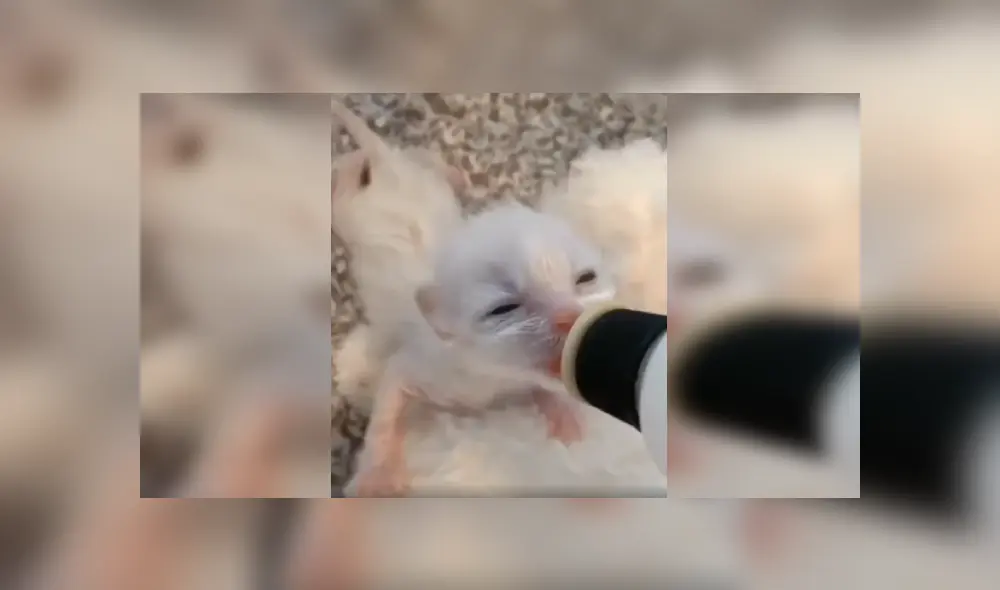 Desliza las imágenes para apreciar el noble gesto de una joven tras acoger a un indefenso gato en deplorables condiciones. Fotocaptura: Facebook.