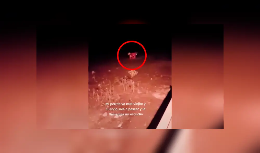 Desliza las imágenes para conocer la ingeniosa idea de una pareja para evitar que su perro se pierda. Foto: Captura. Desliza las imágenes para conocer la ingeniosa idea de una pareja para evitar que su perro se pierda. Foto: Captura.