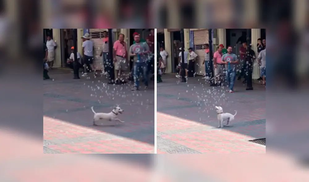 Desliza las imágenes hacia la izquierda para observar la entusiasmada actitud de un perro al jugar con burbujas en la calle.