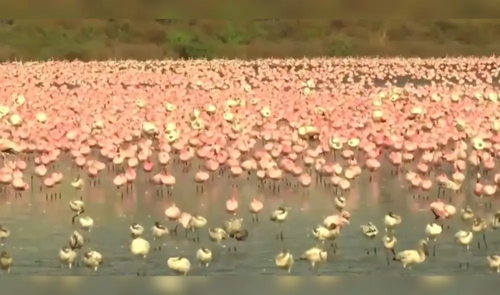 Más de 150.000 flamencos hicieron de Mumbai su hogar en abril. Foto: Captura. Más de 150.000 flamencos hicieron de Mumbai su hogar en abril. Foto: Captura.