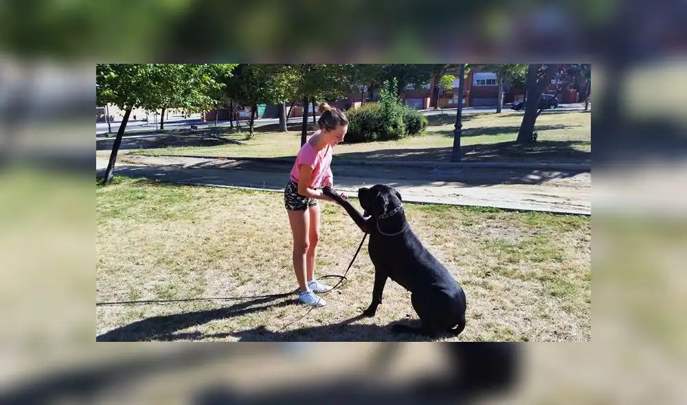 Municipalidad brindará adiestramiento gratuito para perros 