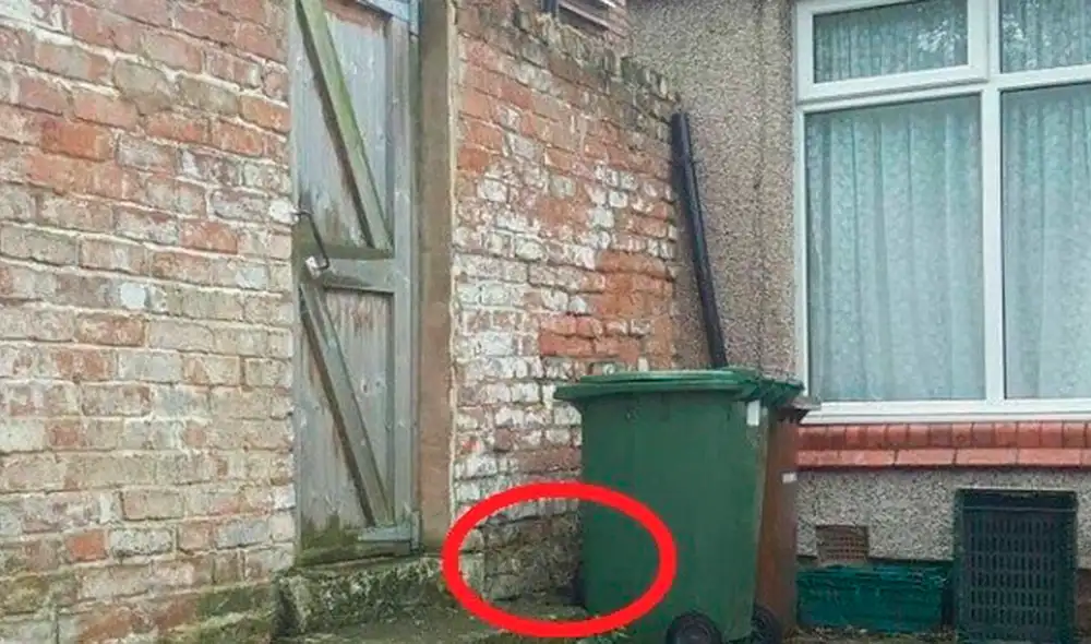 Facebook - animales - gatos