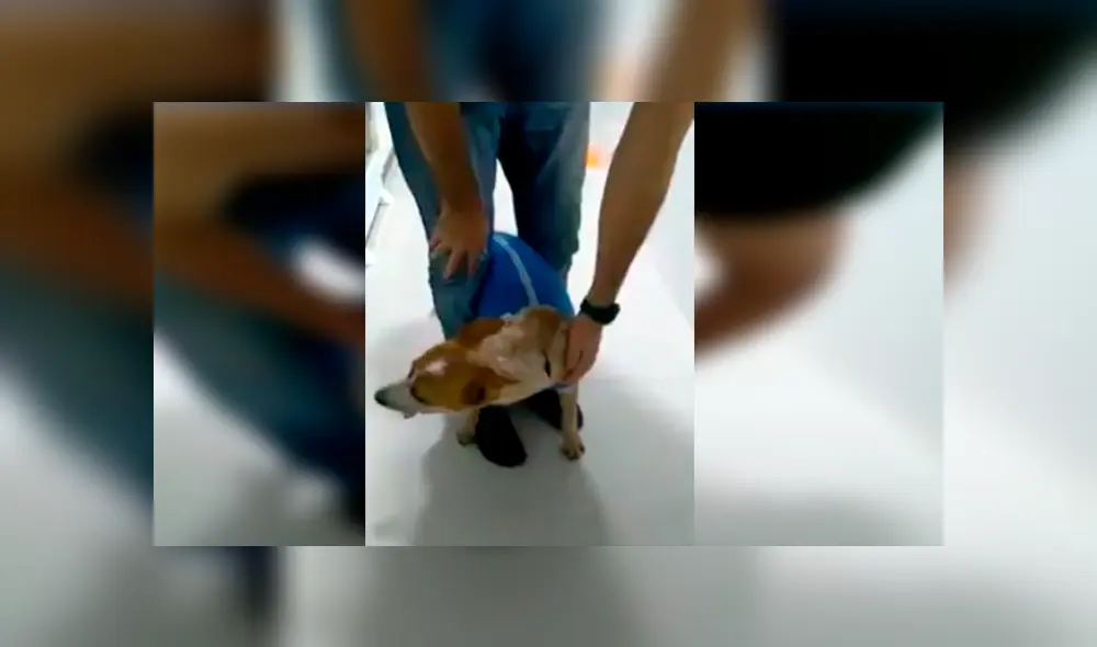 En Facebook, un perro se tapó el hocico para evitar tomar sus medicinas que le recetó su veterinario. En Facebook, un perro se tapó el hocico para evitar tomar sus medicinas que le recetó su veterinario.
