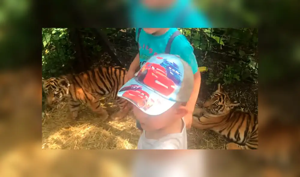 Niños ingresan a jaula de tigres para acariciarlos, sin imaginar lo que pasaría.