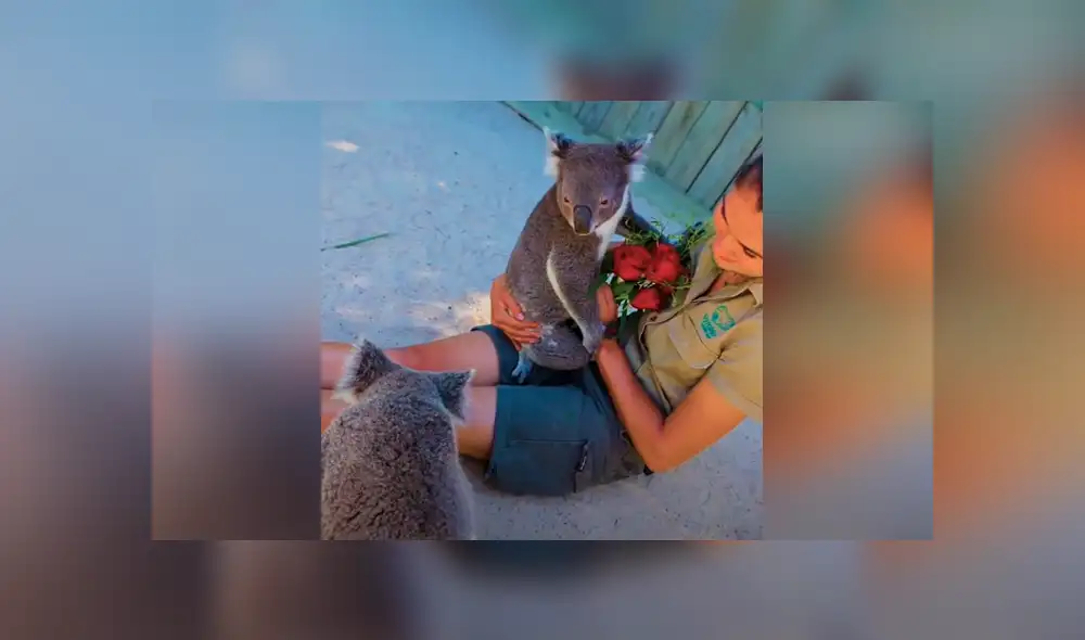 Desliza las imágenes para ver qué ocurrió entre Harry y James, dos simpáticos koalas que se enfrentaron por el amor de su cuidadora. Foto: Captura/VT Desliza las imágenes para ver qué ocurrió entre Harry y James, dos simpáticos koalas que se enfrentaron por el amor de su cuidadora. Foto: Captura/VT