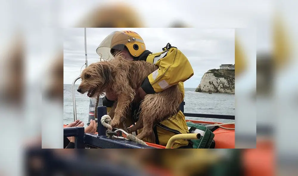 Archie, el perro que sobrevivió luego de caer por un barranco de 30 metros. Foto: Freshwater Independent Lifeboat