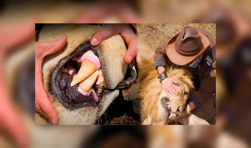 Turista se acerca a enorme león y graba sus enormes colmillos. Turista se acerca a enorme león y graba sus enormes colmillos.