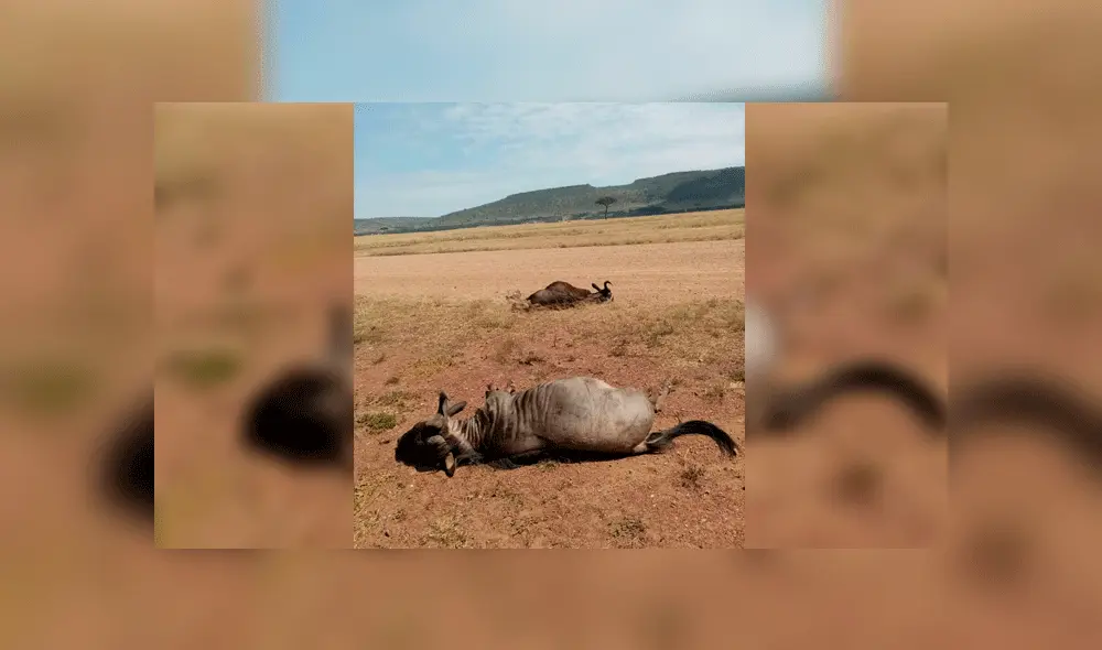 Avión golpea a dos ñus en Kenia. Foto: Twitter Avión golpea a dos ñus en Kenia. Foto: Twitter