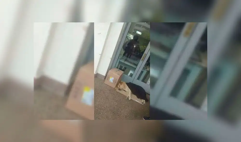 Perro esperó afuera del hospital a dueño por más de 7 días sin saber que había muerto Perro esperó afuera del hospital a dueño por más de 7 días sin saber que había muerto
