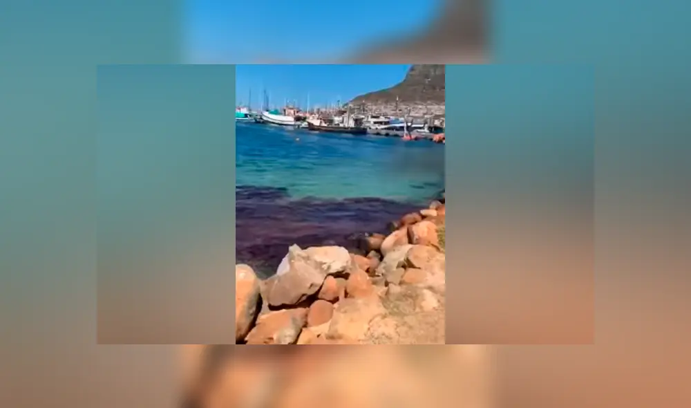 Desliza hacia la izquierda para ver la brutal pelea de los animales marinos. Imágenes virales de Facebook. Desliza hacia la izquierda para ver la brutal pelea de los animales marinos. Imágenes virales de Facebook.