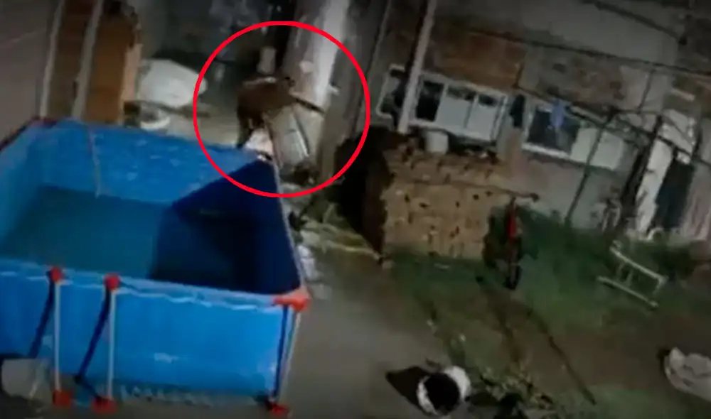 Tras ser descubierto, el ladrón intentó escapar, pero fue alcanzado por los perros que lo arrinconaron contra una pared y lo mordieron. Foto: Captura/TN