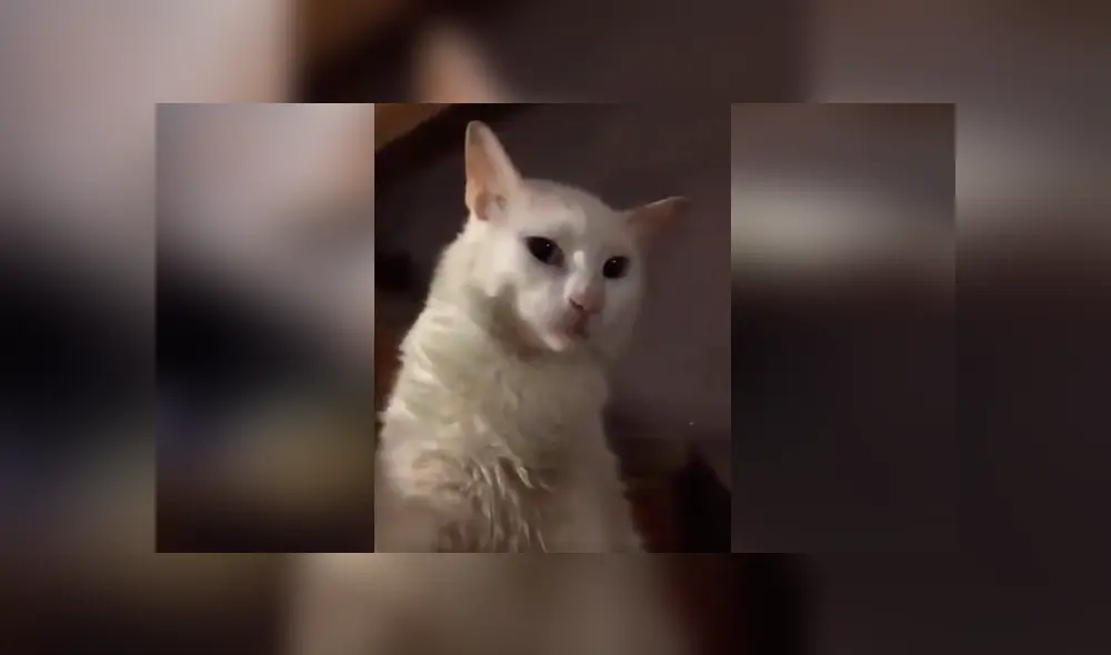 Gato finge estar muerto y su dueña hace algo insólito para “revivirlo” [VIDEO] 