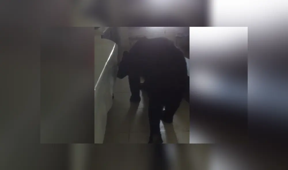 A través de Facebook se hizo viral el momento en que un gigantesco oso invade la casa de una familia mexicana. A través de Facebook se hizo viral el momento en que un gigantesco oso invade la casa de una familia mexicana.