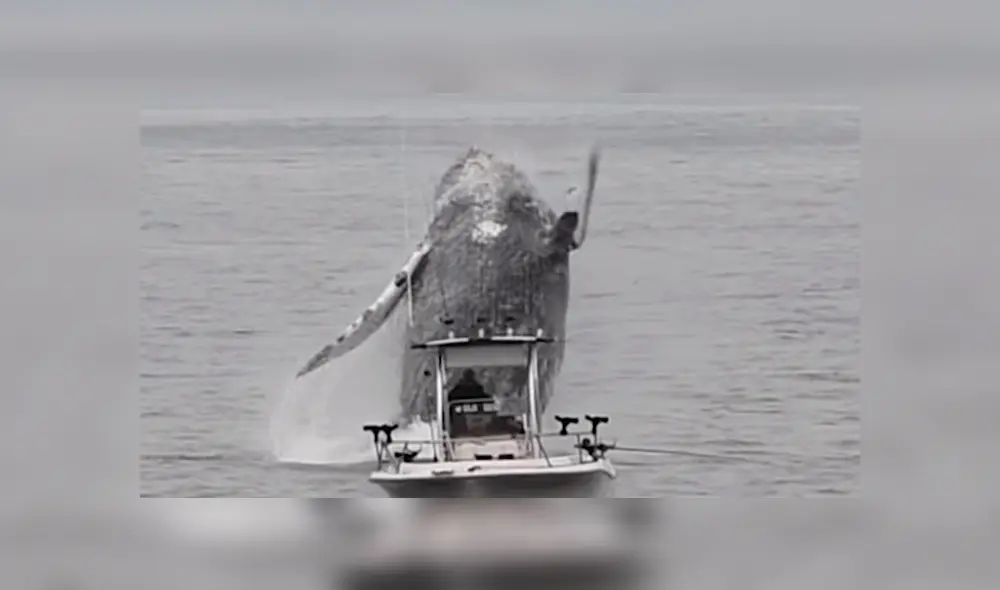 YouTube viral: Pescador queda en shock al ver que enorme criatura surge del océano 