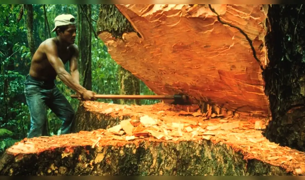 Noruega entregará US$ 230 millones a Perú para reducir deforestación de la Amazonía