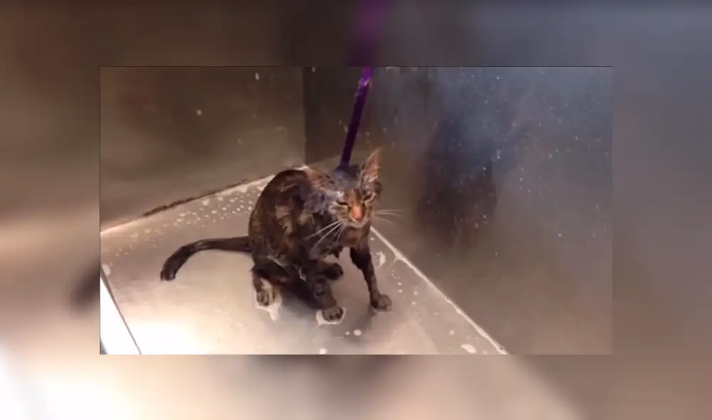 YouTube viral: Gato pide a su dueña que no lo bañe más [VIDEO] 