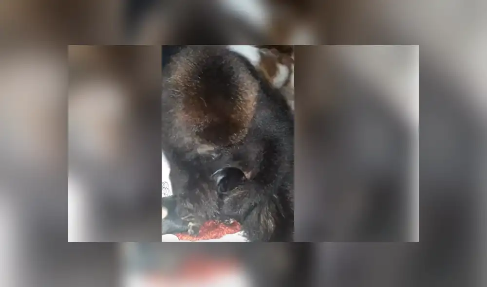 YouTube viral: mono ve a un perro por primera vez y su reacción conmueve a todos [VIDEO]