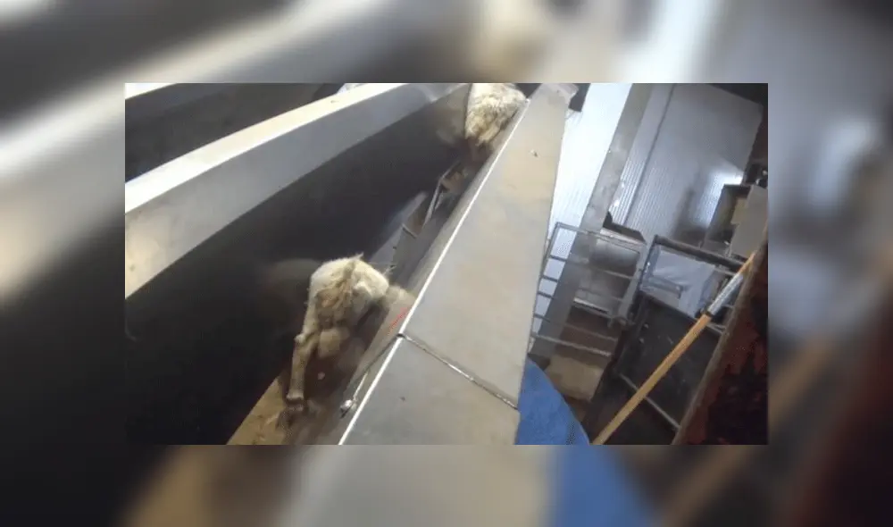 Un video dejó al descubierto el maltrato animal que sufren estos animales en una granja en Wrexham, Gales. Un video dejó al descubierto el maltrato animal que sufren estos animales en una granja en Wrexham, Gales.