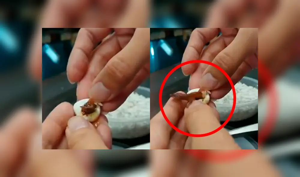 Vía Facebook: increíble nacimiento de lagartija bebé es grabada por veterinario [VIDEO]