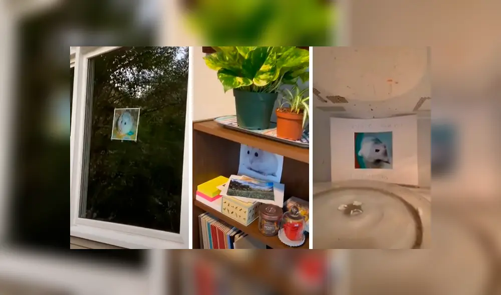 Desliza las imágenes para apreciar el pedido de una joven a su madre para adoptar a un hámster en casa. Fotocaptura: ViralHog. Desliza las imágenes para apreciar el pedido de una joven a su madre para adoptar a un hámster en casa. Fotocaptura: ViralHog.