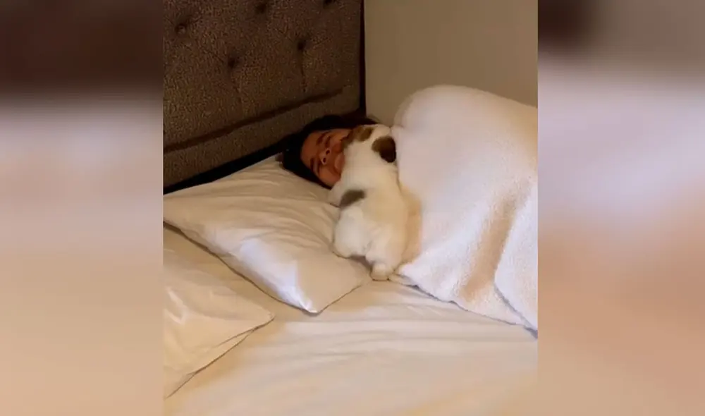 Desliza las imágenes para apreciar los amorosos mimos que recibió una joven por parte de su cachorro. Foto: captura de TikTok Desliza las imágenes para apreciar los amorosos mimos que recibió una joven por parte de su cachorro. Foto: captura de TikTok