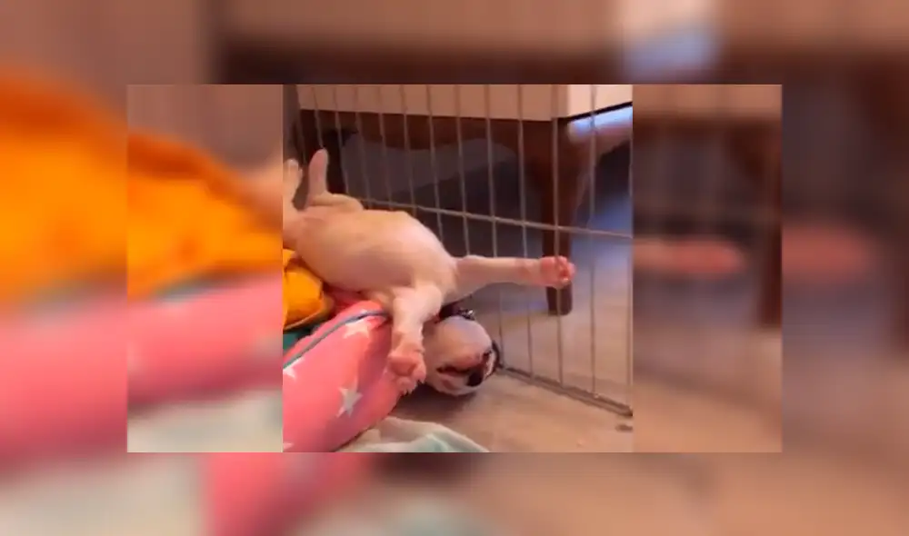 En Facebook, un chico se llevó tremendo susto al imaginar que su cachorro recién adoptado había ‘muerto’. En Facebook, un chico se llevó tremendo susto al imaginar que su cachorro recién adoptado había ‘muerto’.